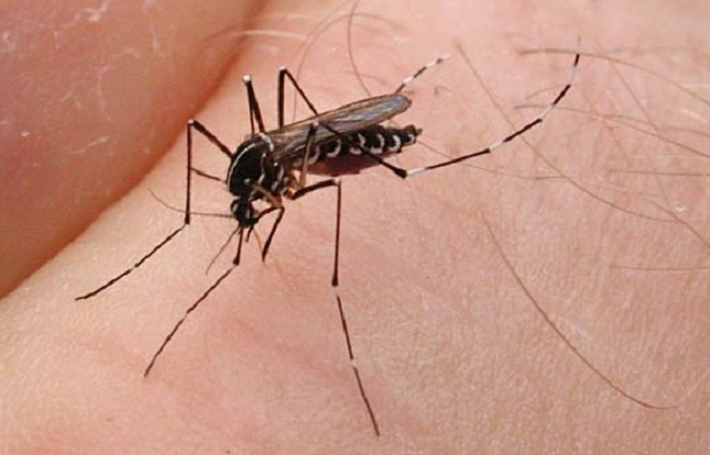 Parce qu’ils sont vecteurs de maladie, il faut faire la guerre aux moustiques