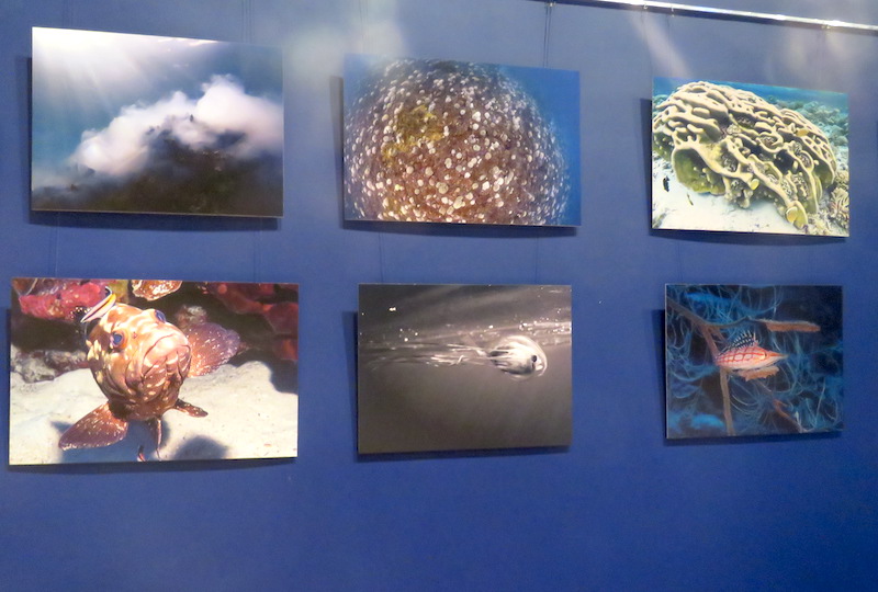 28 photographes ont présenté 81 clichés au concours Insolite corail. 15 ont été sélectionnés par le jury.
