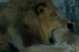 USA: sous les yeux des visiteurs d'un zoo, un lion tue une lionne