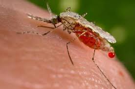 Novartis a découvert une nouvelle cible médicamenteuse pour le paludisme