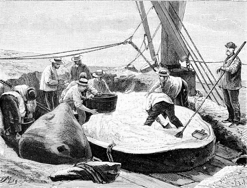 Une fois découpée et hissée à bord, la baleine était traitée avec soin, la graisse, une fois chauffée et fondue, permettant de récupérer l’huile tant prisée.