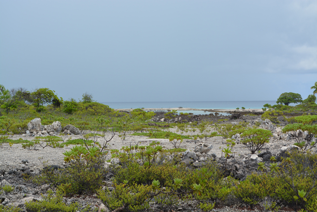L'emplacement de la future écloserie du projet de ferme aquacole. "Il y aura entre 30 000 et 40 000 m2 de surface de plancher pour les écloseries" a expliqué le président Gaston Flosse "tout en énergie renouvelable et avec les appareils pour traiter les déchets et les eaux usées".  Les plans seraient en cours de réalisation.
