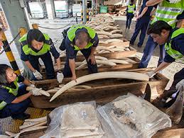 La France durcit sa lutte contre le trafic d'espèces menacées