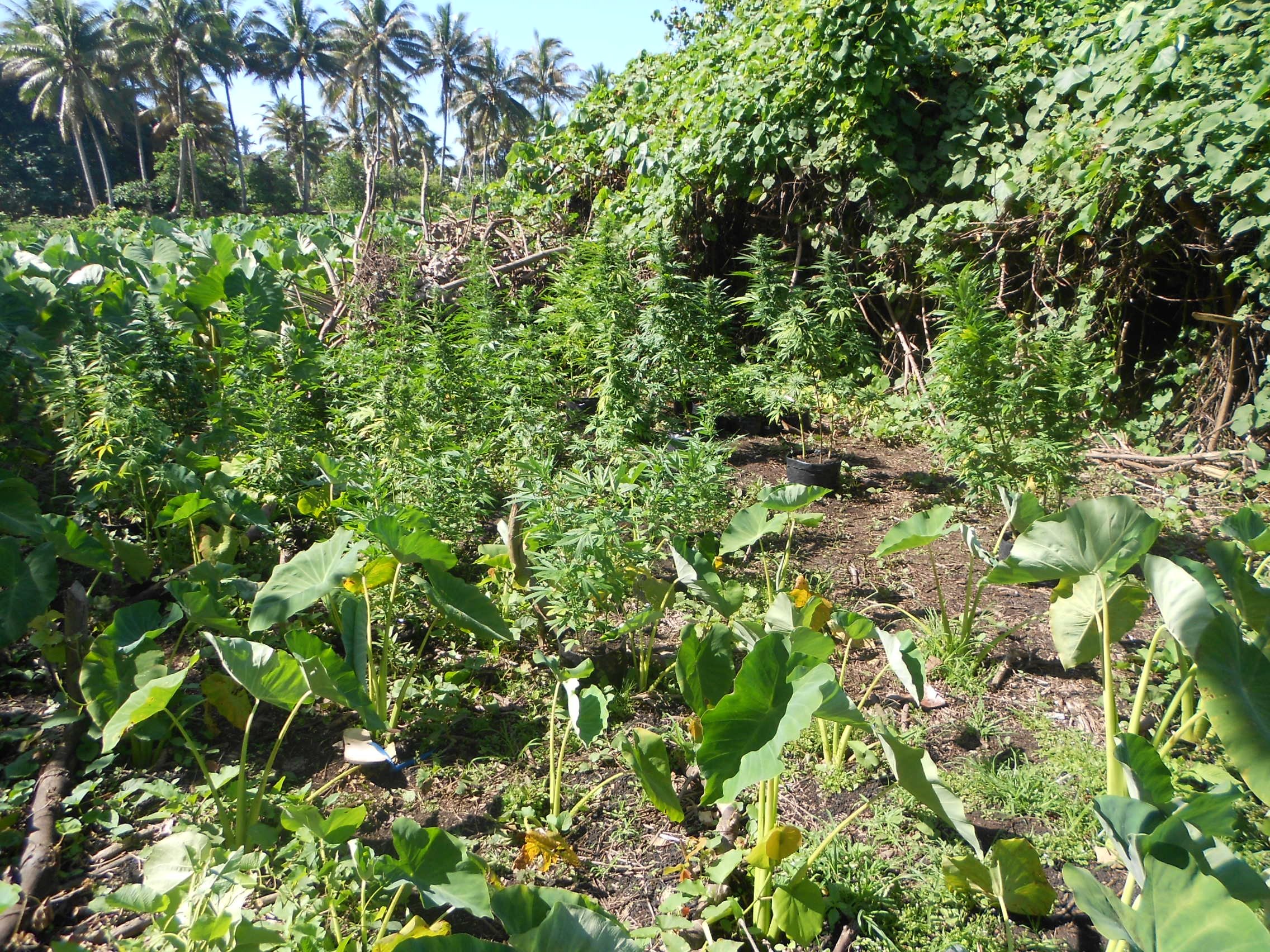 2018 plants de cannabis saisis dans le quartier Lucky à Papara