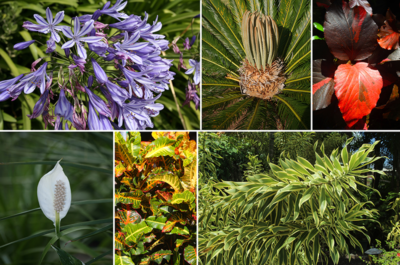 Les Poisons De Nos Jardins Deuxieme Partie Les Poisons De Nos Jardins Deuxieme Partie