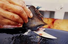 Les ONG saluent la fin des ailerons de requin dans les banquets officiels chinois