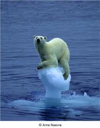 Une étude réévalue à la hausse la fonte de la banquise en Antarctique ouest