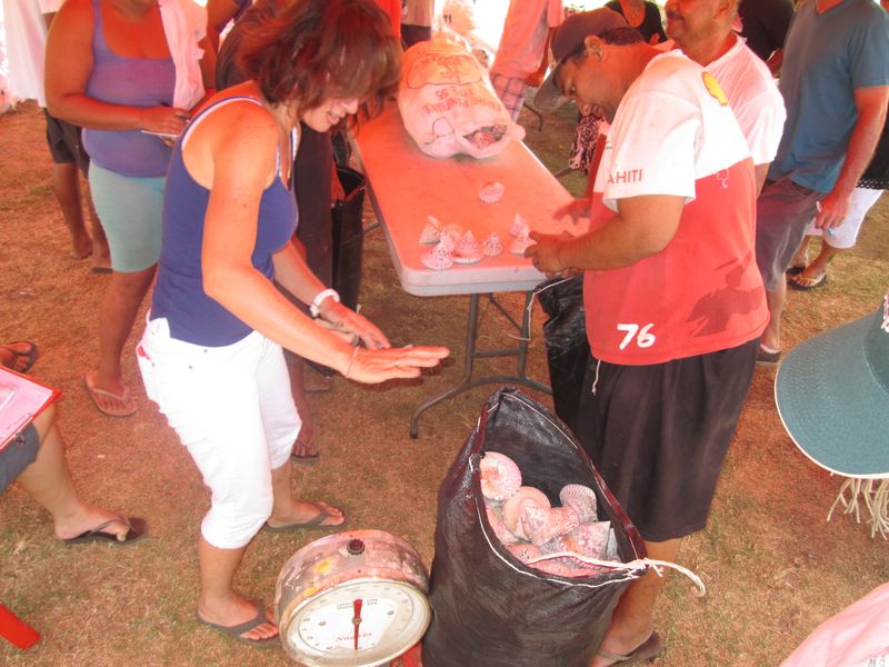 Pesée du troca à Punaauia : 1,5 tonne sur 10 tonnes attendues