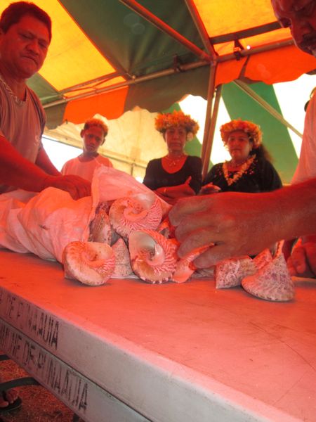 Une tonne et demie de trocas pêchée au large de Punaauia, soit dix fois moins que ce qui était attendu.