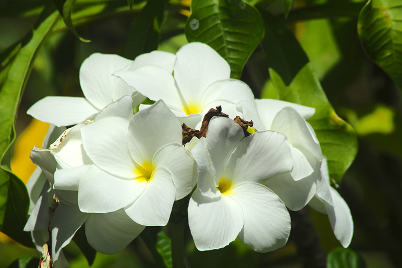 Plumeria pudica est la troisième espèce du genre Plumeria présente en Polynésie française. Elle se reconnaît à ses branches verticales terminées par des toupets de fleurs immaculées (Photo : DP).