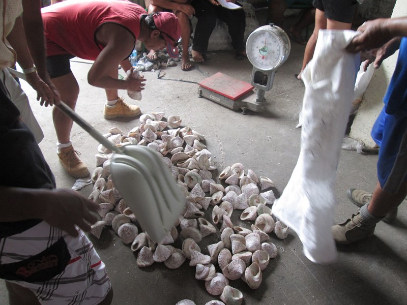 Certaines coquilles ont été reclassées dans la catégorie inférieure, la B.