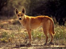 Les dingos, emblèmes de l'Australie, risquent de disparaître