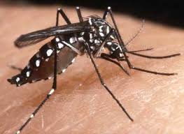 Apparition du chikungunya aux Antilles: début d'épidémie à Saint-Martin