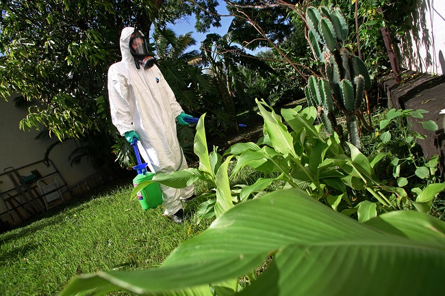 Les traitements par insecticide et larvicide se produiront au plus près des zones habitées (Photo AFP).