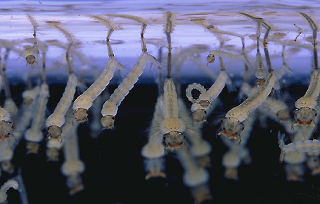 Anti-moustiques : Pacific Biotech prête à fournir du BTI au Pays