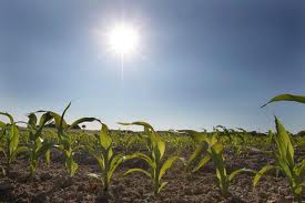 Au Brésil, 400 chercheurs préparent l'agriculture contre le changement climatique
