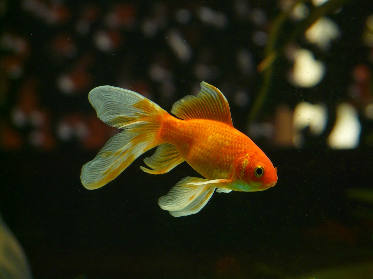 Les poissons rouges peuvent conduire sur terre, selon une étude israélienne