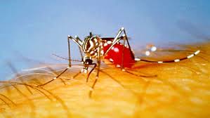 Cas de Chikungunya dans les Antilles: "risque élevé" de transmission aux Etats-Unis
