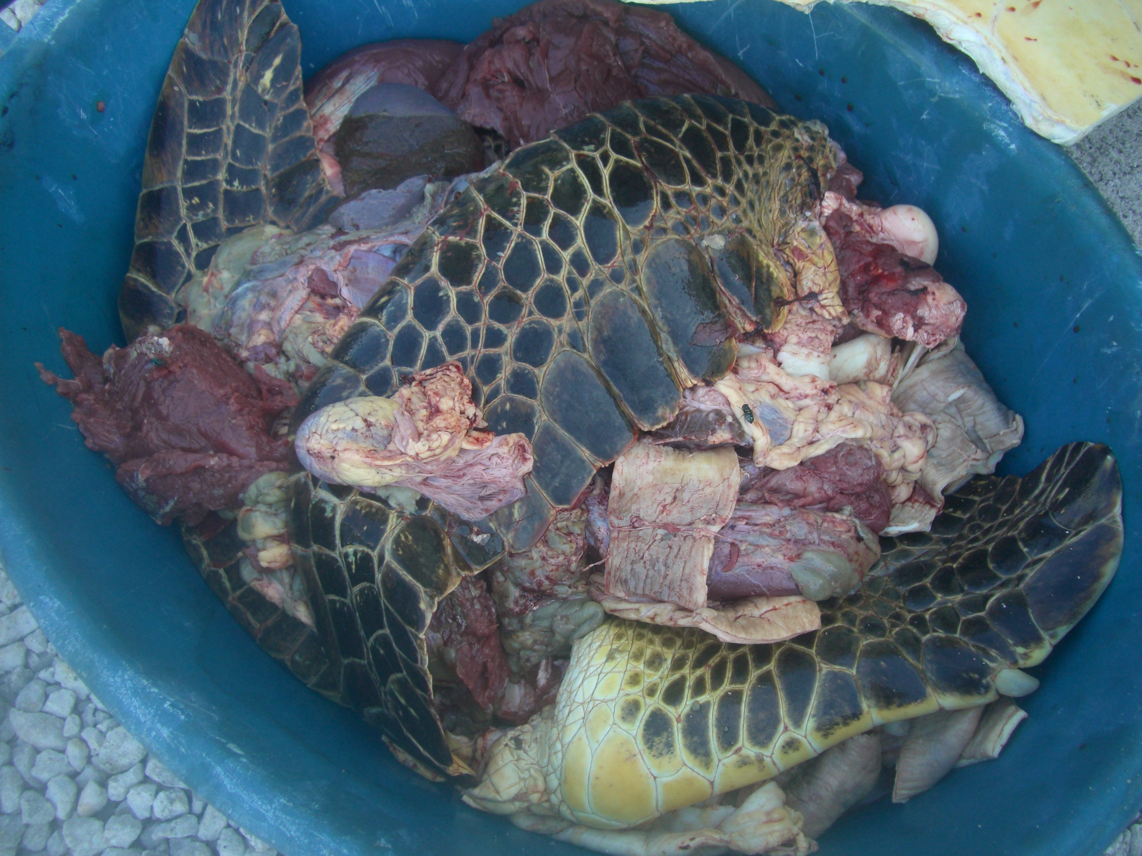 Hao: 55 kg de viande de tortue saisis