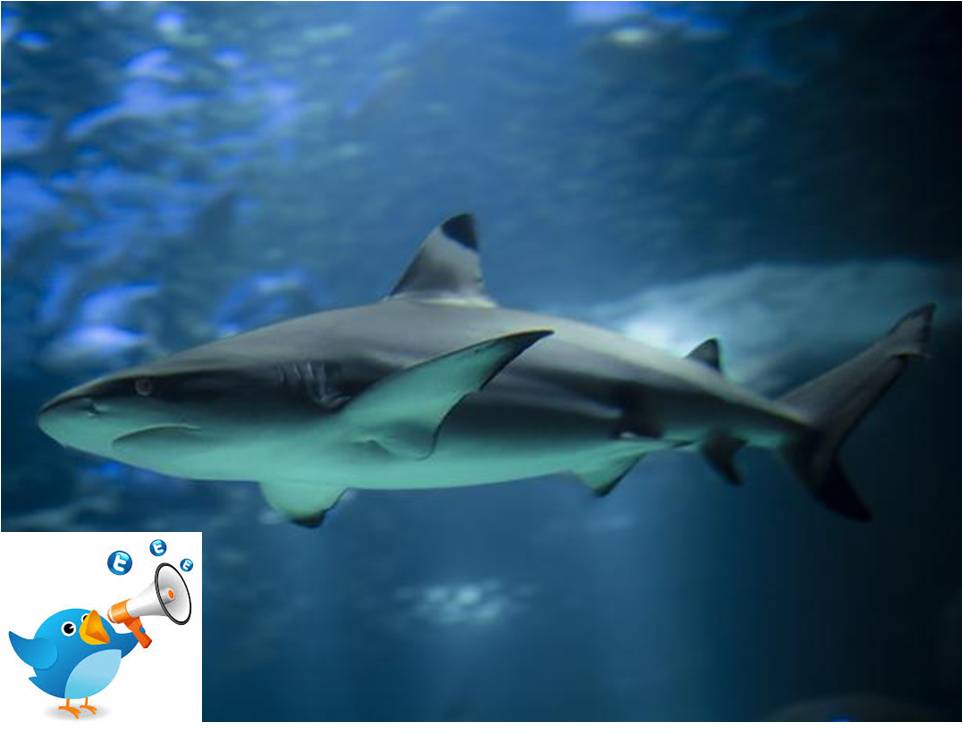 Twitter avec les requins pour mieux les éviter