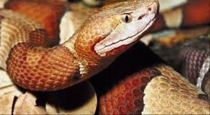 Tortues, lézards, serpents: attention danger pour les enfants