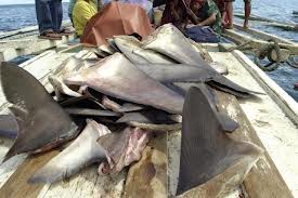 Ailerons de requins : la Nouvelle-Zélande déclare la guerre aux chasseurs
