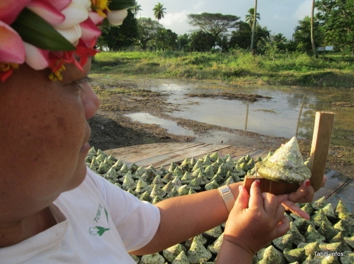 466 tonnes de trocas récoltés lors de la dernière campagne
