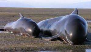 NZélande: des baleines-pilotes échouées sur une plage vont être euthanasiées