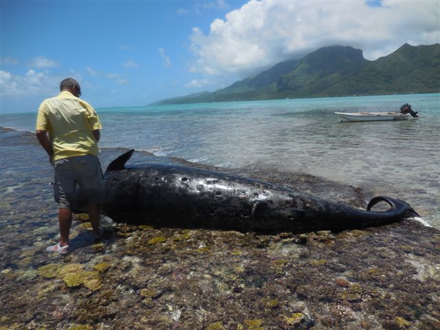 Deux membres du GEMM sont allés inspecter la baleine échouée à Raiatea, ce mardi, accompagnés du maire de Opoa pour donner tous les détails possibles sur l’animal (Crédit photo : Patricia Hubbard, GEMM).