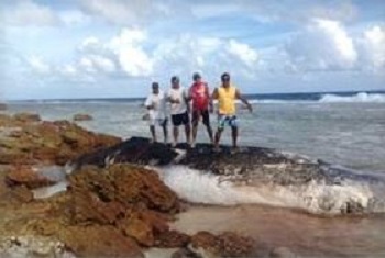 Voilà ce qu'il faut éviter de faire : monter sur le dos du cachalot échoué. Ce que n'ont pas hésité à faire les quatre personnes ayant découvert la dépouille de cet animal à Takume. Ils ont néanmoins prévenus les autorités, ce qui était un bon réflexe.