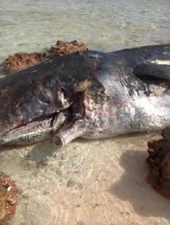 La mâchoire du cachalot a été sciée, contrairement à la réglementation du Pays en vigueur depuis 2002, créant un sanctuaire pour les mammifères marins dans toute la Polynésie française.