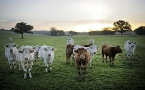 Des plantes pour soigner ses bêtes, une pratique menacée