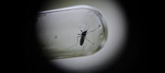 Épidémies: 1000 cas de dengue à Fidji, 1er cas de Zika en Nle Calédonie