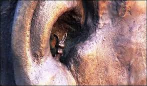 On va retirer un lapin de l'oreille de Mandela