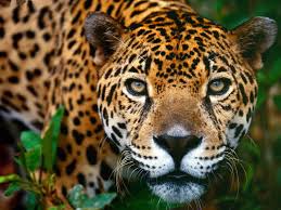Brésil: la disparition du jaguar met en péril la forêt atlantique