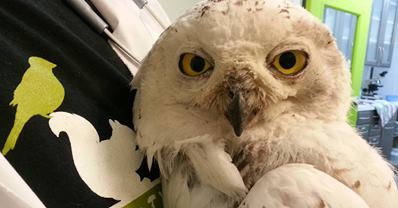 USA: Washington se passionne pour une chouette blanche