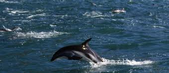 Des dauphins mal en point après la marée noire de BP dans le Golfe du Mexique