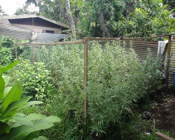 1440 pieds de cannabis saisis à la Presqu'île