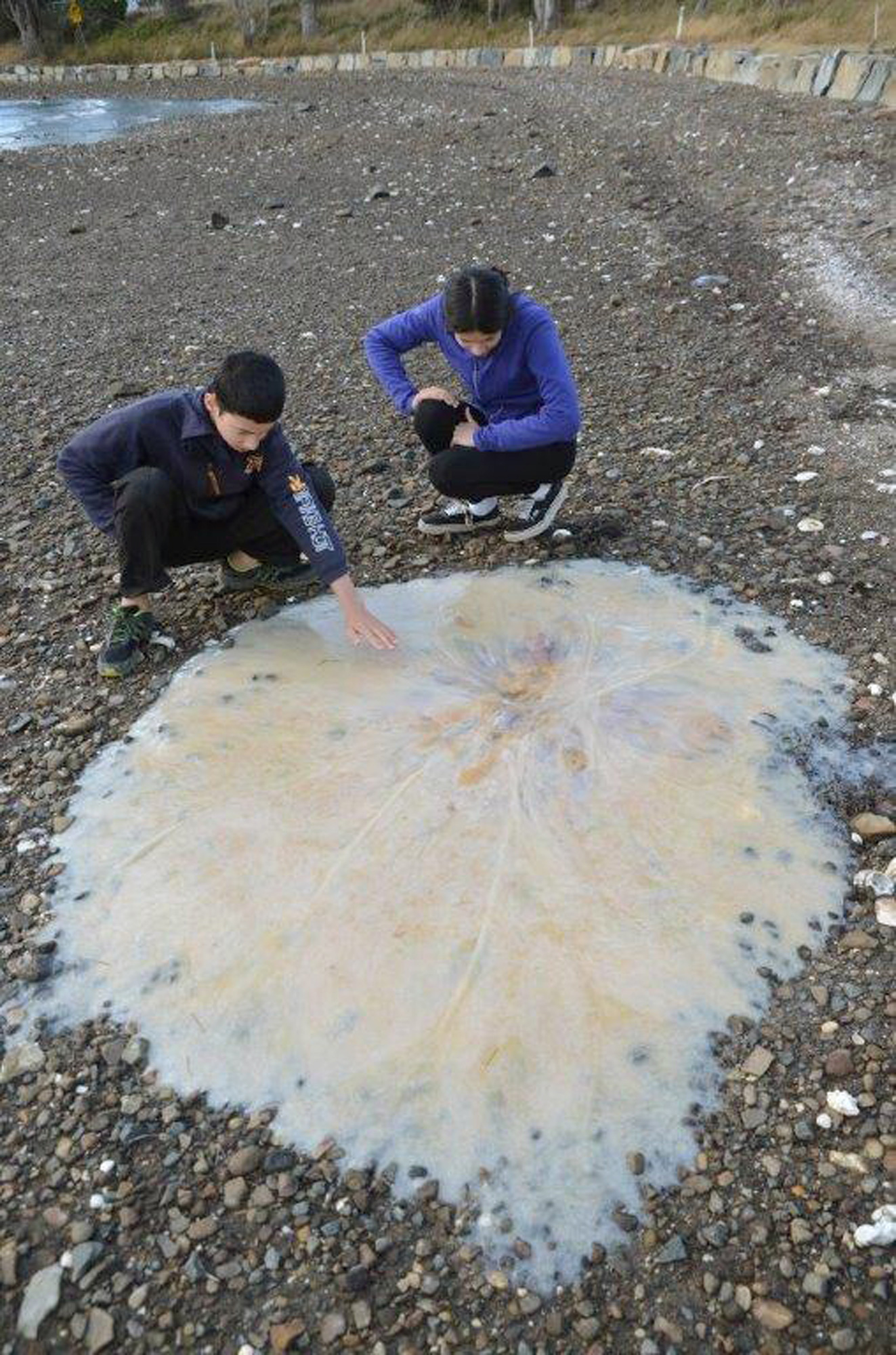 Une méduse géante s'échoue sur une plage en Australie