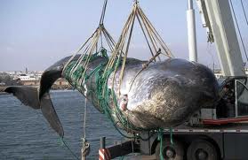 Chasse à la baleine: Washington n'écarte pas des sanctions contre l'Islande