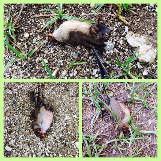 Cette photo a provoqué le buzz le week-end dernier sur Facebook. Certains médias ont relayé la rumeur qui l'accompagnait sans en vérifier la probabilité.