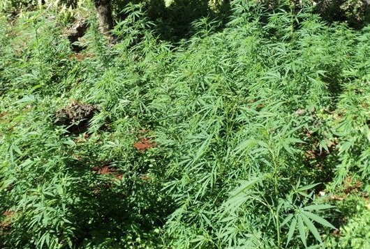 Huit mois de prison ferme pour 170 plants de paka