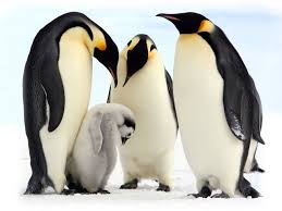 GB: des pingouins sous antidépresseurs pour cause de météo calamiteuse