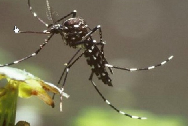 Le premier cas  importé de zika en Europe vient de Thaïlande
