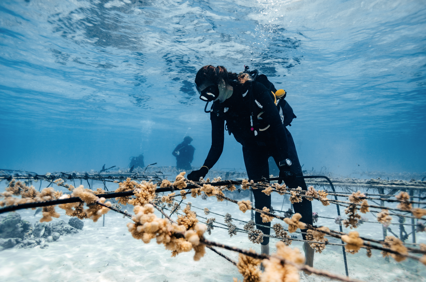 2021, année folle pour Coral Gardeners