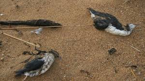 Des milliers d'oiseaux marins morts d'épuisement après les tempêtes