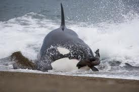 Échouages de neuf orques en Nouvelle-Zélande