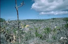 Nauru, l'île dévastée