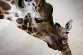 Un autre girafon appelé Marius menacé d'euthanasie au Danemark