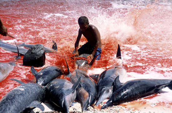 Îles Salomon : reprise des abattages de dauphins